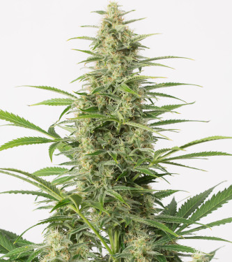 Auto Sour Diesel > Fast Buds Company | Autoflowering Cannabis   |  Sativa