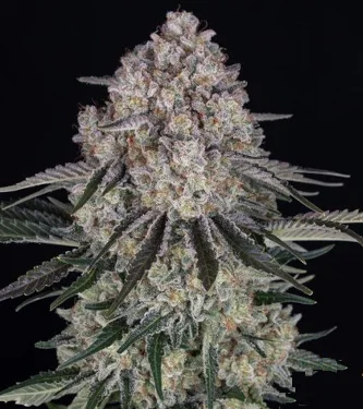 Auto Sour Diesel > Barneys Farm | Autoflowering Cannabis   |  Sativa