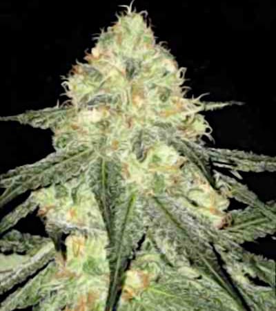 Auto Sour Diesel > Bulk Seed Bank | Graines Autofloraison  |  Hybride