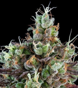 Auto Sour Ripper > Ripper Seeds | Semillas autoflorecientes  |  Sativa