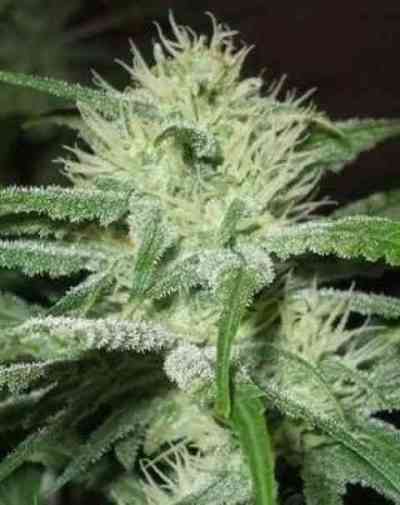 Auto Speed Bud > Female Seeds | Semillas feminizadas  |  Híbrido