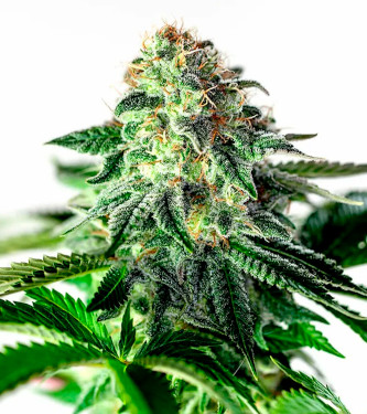 Sticky Dream Auto > Positronics | Graines Autofloraison  |  Indica