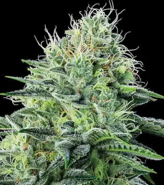 Auto Strawberry Banana > DNA Genetics | Graines Autofloraison  |  Indica