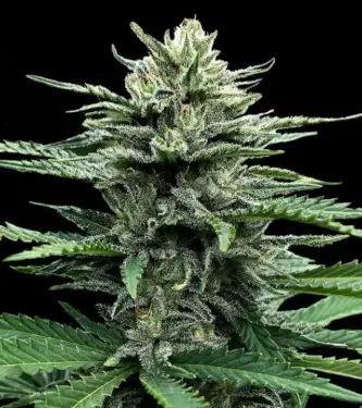 Auto Strawberry Banana > DNA Genetics | Autoflowering Cannabis   |  Indica