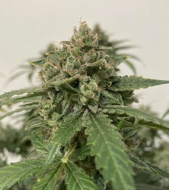 Auto Strawberry Banana > DNA Genetics | Autoflowering Hanfsamen  |  Indica