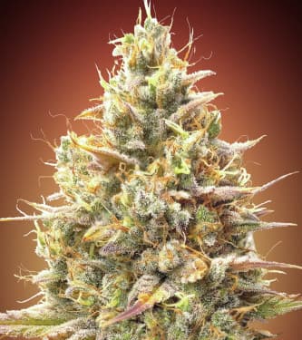 Auto Strawberry Banana > Advanced Seeds | Autoflowering Cannabis   |  Hybrid