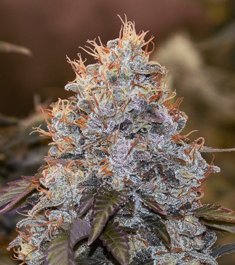 Strawberry Banana Auto > High Speed Buds | Autoflowering Cannabis   |  Hybrid