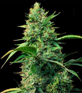 Auto Strawberry Ferry > Bulk Seed Bank | Autoflowering Hanfsamen  |  Sativa