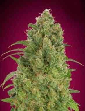 Auto Strawberry Gum Seed > Advanced Seeds | Cannabis seeds recommendations  |  TOP 10 Auto Flowering