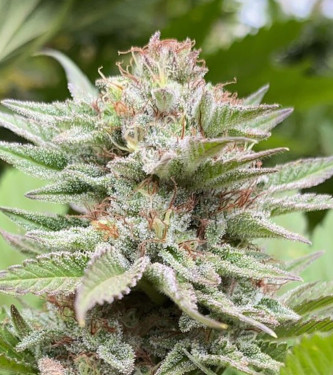 Auto Strawberry Haze > Kannabia Seeds | Autoflowering Hanfsamen  |  Sativa