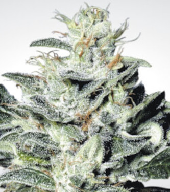 Auto Strawberry Haze > Kannabia Seeds | Graines Autofloraison  |  Sativa