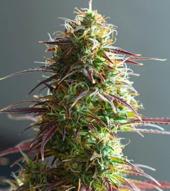 Strawberry Haze Auto > Linda Seeds | Semillas autoflorecientes  |  Híbrido