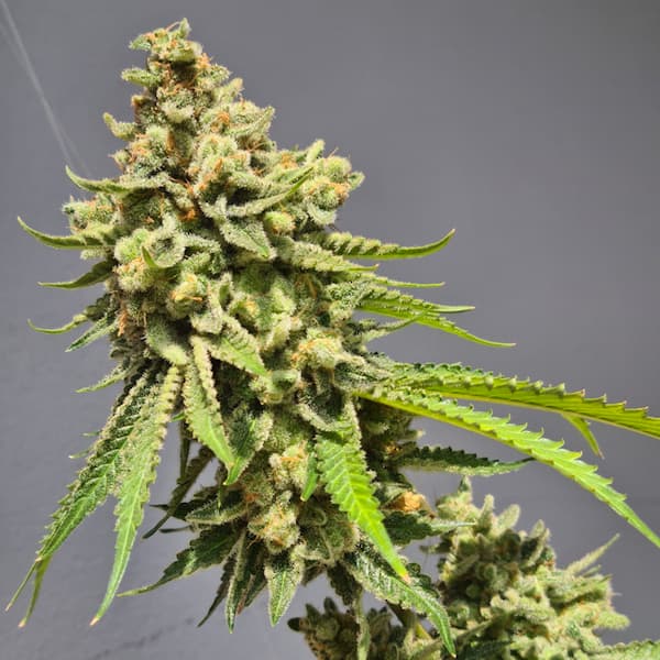 Auto Strawberry Haze graines > Vision Seeds | Graines de cannabis autoflo  |  Indica