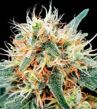 Stromboli Auto > Paradise Seeds | Autoflowering Cannabis   |  Hybrid