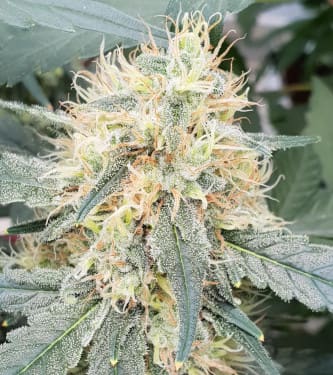 Stromboli Auto > Paradise Seeds | Semillas autoflorecientes  |  Híbrido