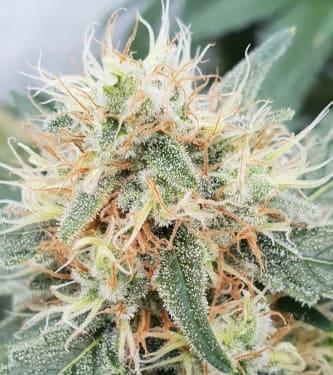 Stromboli Auto > Paradise Seeds | Graines Autofloraison  |  Hybride