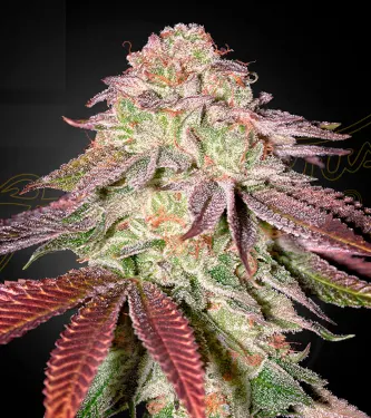 Auto Sugarlato > Green House Seed Company | Autoflowering Cannabis   |  Indica