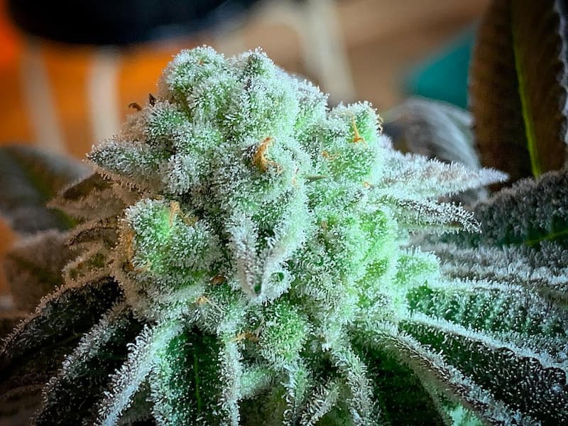 Auto Suguz Samen > R-Kiem Seeds | Autoflowering Hanfsamen  |  Indica