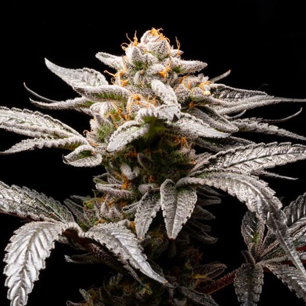 Auto Suguz Samen > R-Kiem Seeds | Autoflowering Hanfsamen  |  Indica