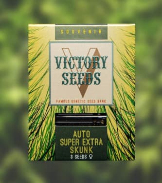 Auto Super Extra Skunk > Victory Seeds | Autoflowering Hanfsamen  |  Hybrid