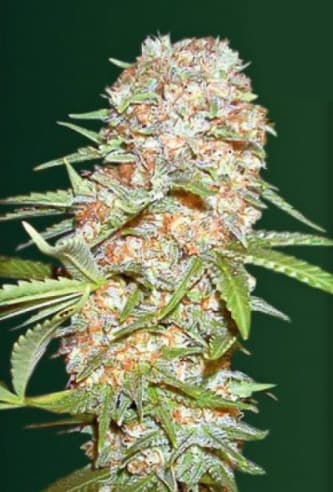 Auto Super Extra Skunk > Victory Seeds | Autoflowering Hanfsamen  |  Hybrid