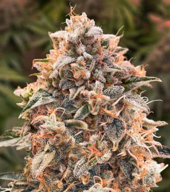 Auto Super Glue #4  > High Speed Buds | Graines Autofloraison  |  Indica