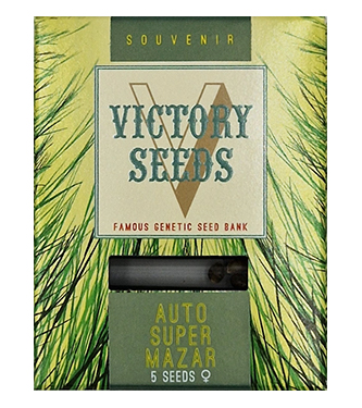 Auto Super Mazar > Victory Seeds | Semillas autoflorecientes  |  Índica