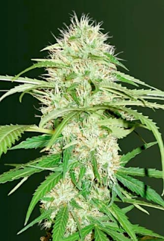 Auto Super Mazar > Victory Seeds | Semillas de marihuana autoflorecientes  |  Índica