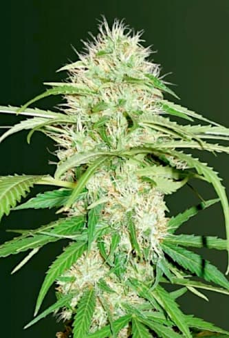 Auto Super Mazar > Victory Seeds | Autoflowering Hanfsamen  |  Indica