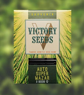 Auto Super Mazar > Victory Seeds | Graines Autofloraison  |  Indica