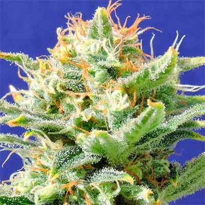 Auto Super Skunk > Original Sensible Seeds | Autoflowering Cannabis   |  Indica