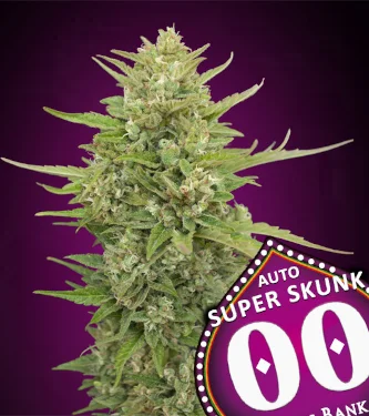 Auto Super Skunk > 00 Seeds Bank | Semillas autoflorecientes  |  Índica