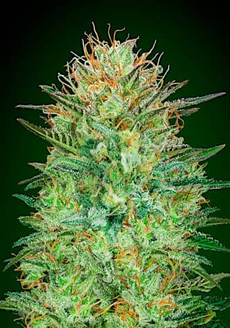 Auto Sweet Critical > 00 Seeds Bank | Autoflowering Cannabis   |  Indica
