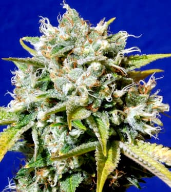 Auto Sweet Peach CBD > Original Sensible Seeds | CBD cannabis seeds  |  Hybrid