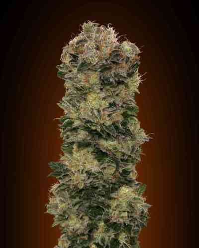Auto Sweet Soma > 00 Seeds Bank | Autoflowering Cannabis   |  Indica