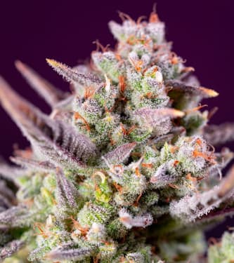 Purple Bud Semillas Auto de White Label – Sensi Seeds