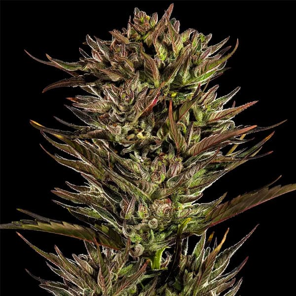 Auto Thin Mint x Sour Pinot > Barney\'s Farm | Autoflowering Hanfsamen  |  Hybrid