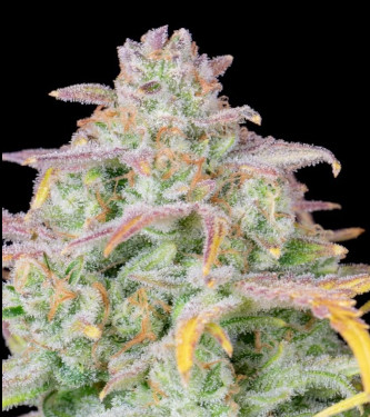 Trainwreck Auto > Fast Buds Company | Semillas autoflorecientes  |  Híbrido