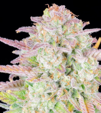 Trainwreck Auto > Fast Buds Company | Graines Autofloraison  |  Hybride