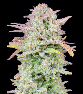 Trainwreck Auto > Fast Buds Company | Autoflowering Cannabis   |  Hybrid