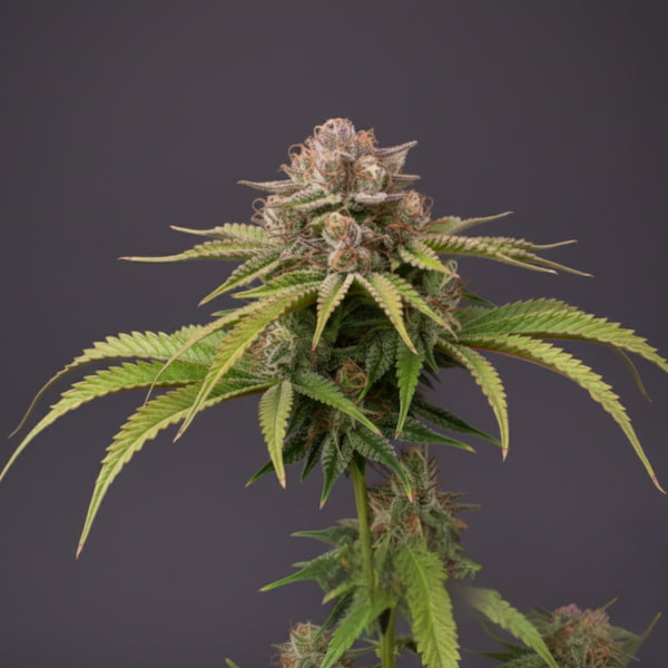 Auto Tresor Buds Samen > Linda Seeds | Autoflowering Hanfsamen  |  Hybrid
