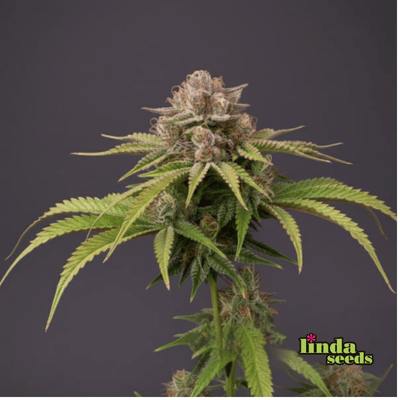 Auto Tresor Buds Samen > Linda Seeds | Autoflowering Hanfsamen  |  Hybrid