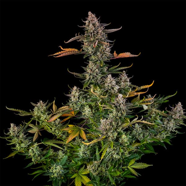 Auto Triangle Kush Samen > Silent Seeds | Autoflowering Hanfsamen  |  Indica