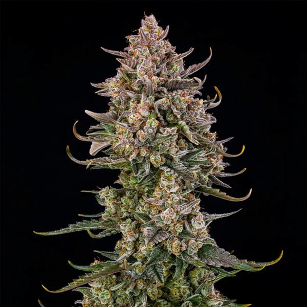 Auto Triangle Kush Samen > Silent Seeds | Autoflowering Hanfsamen  |  Indica