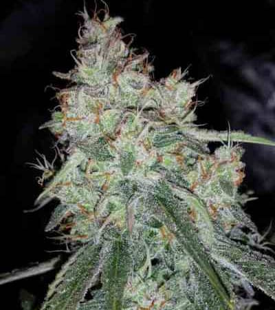 Auto Triangle Kush > Mephisto Genetics | Graines Autofloraison  |  Hybride