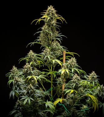 Auto Triple G > Royal Queen Seeds | Graines Autofloraison  |  Indica