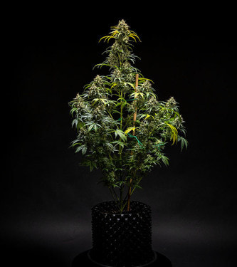 Auto Triple G > Royal Queen Seeds | Graines Autofloraison  |  Indica