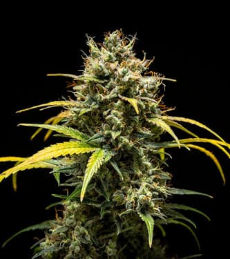 Auto Triple G > Royal Queen Seeds | Autoflowering Cannabis   |  Indica