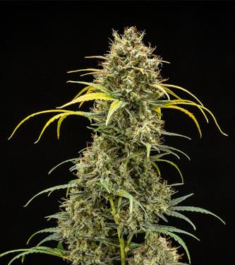 Auto Triple G > Royal Queen Seeds | Autoflowering Cannabis   |  Indica