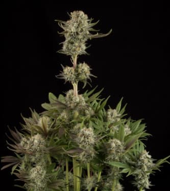 Auto Triton Biscotto Lime > Seed Stockers | Graines Autofloraison  |  Sativa